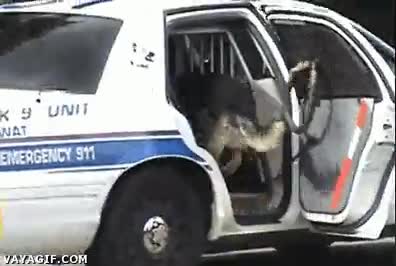 Polic&iacute;a,Cerrar,Abrir,Puerta,Coche,Perro,Estirar,Pastor alem&aacute;n