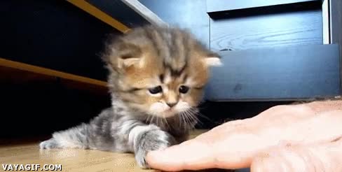 Maldición,Atacar,Mano,Dedo,Jugar,Gato,Cachorro