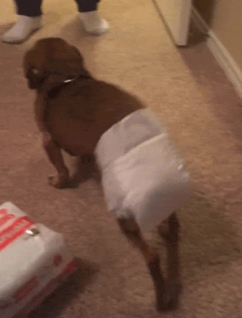 Lo de no preocuparme por dónde hacer caca bien, pero muy cómodo esto tampoco es paquete,perro,divertido,gracioso,andar,raro,incomodo