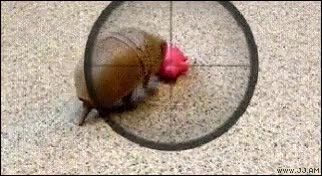 Armadillo,Guardaespaldas,Juguete,Rescatar,Disparo,Francotirador,Salvar