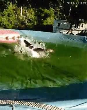 Gato,Lanzar,Correr,Piscina,Agua,Saltar,Caminar sobre las aguas