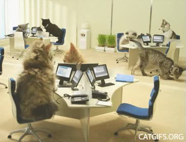 gatitos,tierno,oficina,trabajo,gato