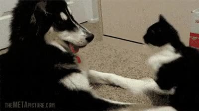 manotazo zarpazo,coliseo,perro,felino,gato,pelea