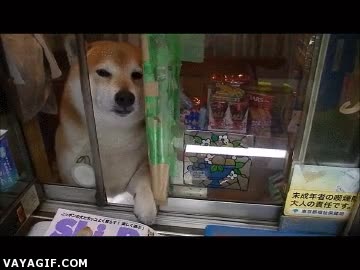 shiba,abrir,kiosco,puesto de revistas,perro