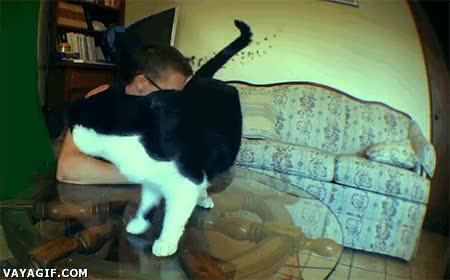 gato,mierda,disparar,pedo splash,pared,mofetas