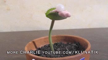 chicle,goma de mascar,planta carnivora,globo