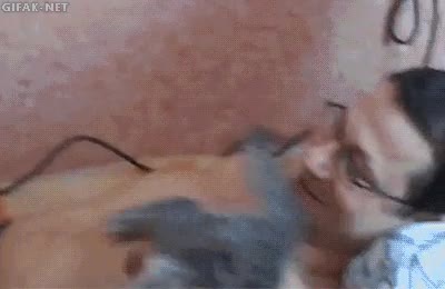 Gato,Encanta,Mimo,Cari&ntilde;o,Feliz,Pecho,Volteretas,Restregarse