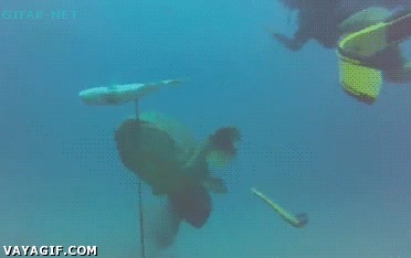 Morder,Comer,Pez,Nadar,Pie,Buceo,Pescado,Submarinista