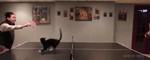 Tenis,Gato,Mesa,Jugar,Loco,Ping pong