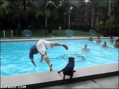 Perro,Empujar,Ca&iacute;da,Agua,Piscina,Troll