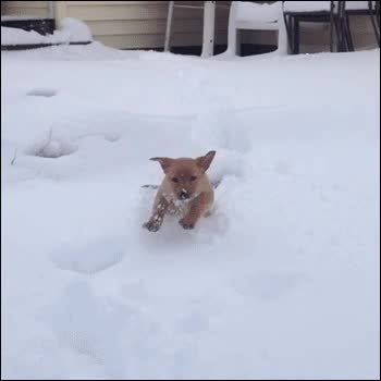 Perro,Nadar,Hielo,Nieve,Fr&iacute;o,Invierno,Cachorro