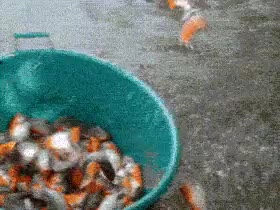 Pez,Pira&ntilde;as,Pesca,F&aacute;cil,Pescar peces con otro pez,pescaception