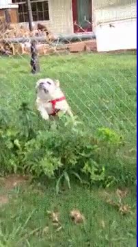 Perro,Fail,Tonto,Jaula,Casa,Chocar,Bulldog,A muerte