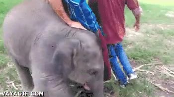 Atraer,Perseguir,Hijo,Chico,Elefante,Empujar,Supongo que juega,Echar