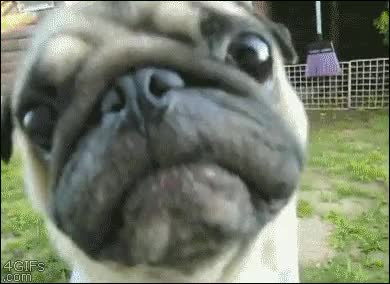Cuando mi madre pasa por la puerta de mi habitación y yo estoy viendo algo indecente en el ordenador Perro,Triste,Preocupado,Vago,Cara,Pug,Carlino,Enfadada,Te las vas a cargar