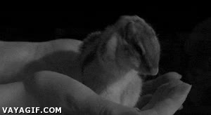 ba&ntilde;arse,acicalarse,caricia,ardilla,blanco y negro,porque ella lo vale