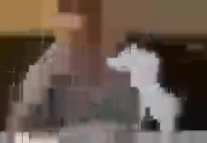 Atacar,Comer,Hambre,Comida,Gato,Salchicha,Querer quitar