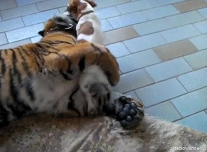 Gato,Perro,Tigre,Jugar,Despertar,Amigos