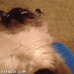 Jugar,Levantar,Sorpresa,Cara,Gato,Como te atreves