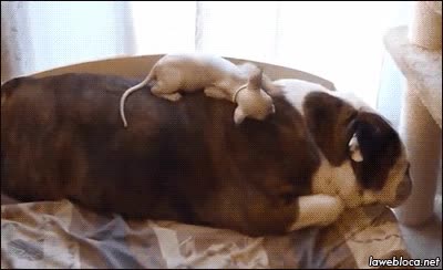 Perro,Sue&ntilde;o,Caer,Pesadilla,Monta&ntilde;a,Ignorar,Resbalar,Sin pelo no hay fricci&oacute;n,sphynx,sin pelo