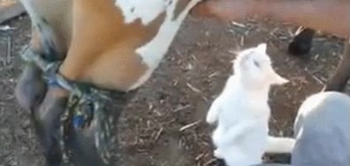 Beber,Leche,Gato,Vaca,Ordeñar