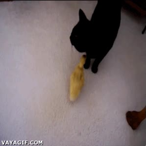 pollito,gata,perseguir,cria,patito,pato,gato,madre
