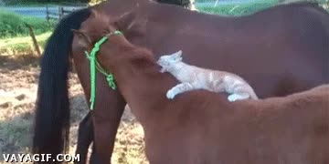 Caballo,Parar,Gato,Montar,Esperar,Jugar,Gatito,Morder