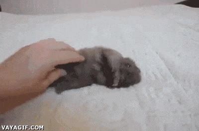 Gato,Patas,Cariño,Mimo,Panza,Cachorro