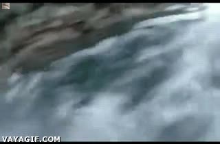 tiburon,saltar,agua,caer,pasar cerca,nadar