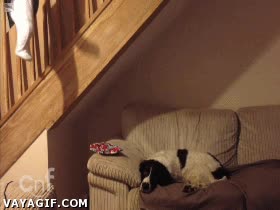 bebe,percha,colgar,escaleras,perro,no se inmuta,robar