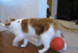 globo,rojo,gato,pegado,patas traseras,electricidad estatica