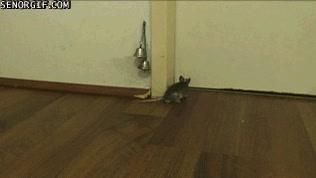 puerta,timbre,campanitas,raton,que educado