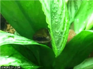 gotas,agua,beber,lagarto