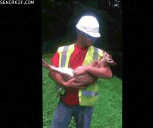 Este cervatillo está tan regalado con las caricias que le dan que no quiere que lo dejen en el suelo no dejar en el suelo,acariciar,bambi,ciervo,cria,cervatillo