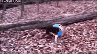 bosque,monta&ntilde;a,jugar,perro,inflable,hinchable,pelota