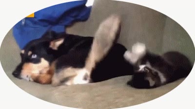 cola,jugar,perro,gato,gatito