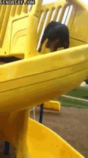 perros,saltar,tobogan,deslizarse,tirarse