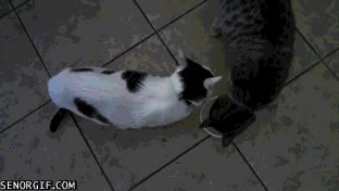 compartir,bote,yogur,quitar,gatos