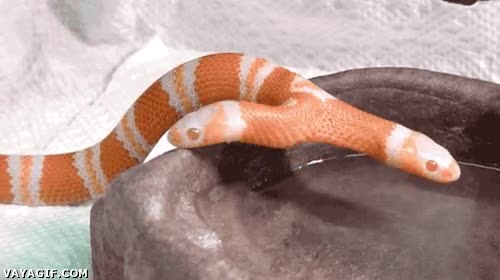 bicefala,dos cabezas,serpiente