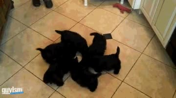 vórtice,hélice,vueltas,girar,perros,canes,cachorros,hermoso,dar vueltas,remolino