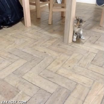 mosca,insecto,bicho,suelo,cachorro,jugar,gato