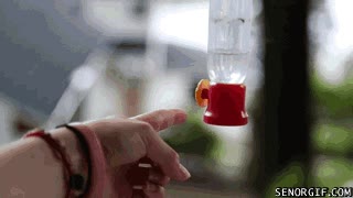 colibri,bebedero,beber,ave,peque&ntilde;o,quieto,mano,dedo