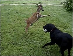 perro,ciervo,cervatillo,pelota,jugar,bambi