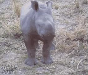 rinoceronte,cria,plantar cara,valiente,asustarse,volver con mam&aacute;