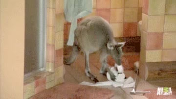 canguro,papel higienico,comer,morder,jugar,lavabo,ba&ntilde;o