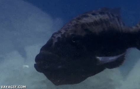 presion de grupo,dependencia,pescado,peces,banco,comer,devorar,antes muerto que solo,flipante