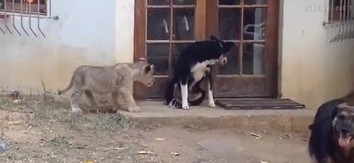 leoncito,gato,gatito,cachorro,perro,puerta,sorpresa,susto