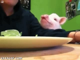 mascota,cerdo,cerdito,comer,ensalada,verdura