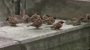 pelea,gorriones,escuela,los animales son iguales a nosotros,aves,colegio,pelea de crios