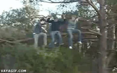 logica,fail,casi,por poco,serrar,sierra,cortar,rama,arbol